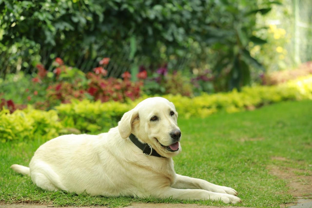 Sunvalley Homestay Coonoor Buitenkant foto
